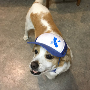 PupLid Dog Paddle Hat